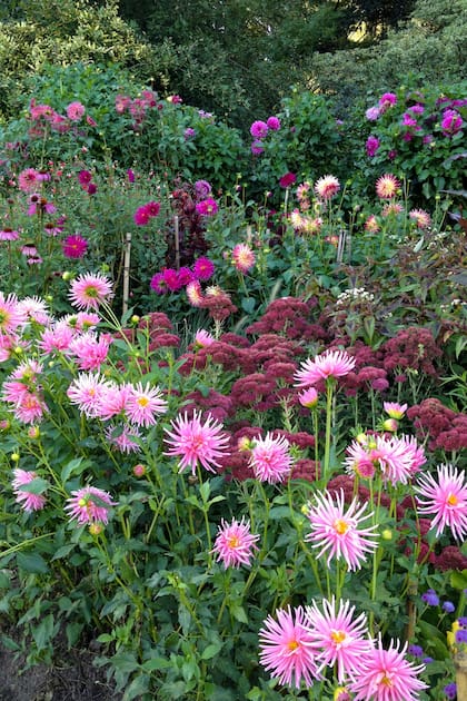 Eliminar hojas secas, flores marchitas y brotes contribuye a que la dalia se concentre en las partes más vigorosas