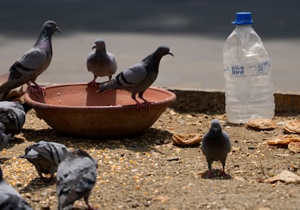 Eliminar restos de comida y agua ayuda a alejar las palomas del hogar