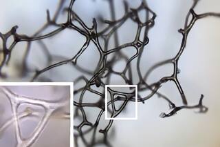 Unas esponjas de hace 890 millones de años podrían ser el primer animal que habitó la Tierra