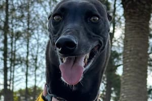 Ella, la perra que se perdió en La Plata.