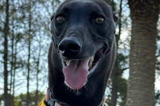 Denunció que le robaron el perro, se volvió viral en redes y el ladrón lo devolvió