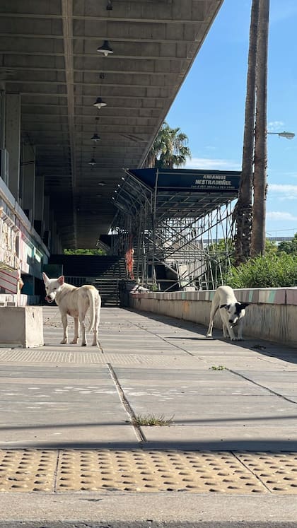 Elvira y Kanu en Ciudad Universitaria.