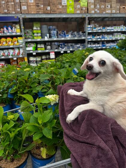 Elvis acompañó a su dueña en casi todas sus etapas de la vida (Foto: @littlepawsbnb.maine)