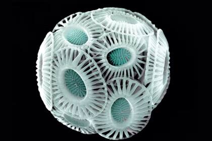 Emiliania huxelyi especie de cocolitóforo componente importante del fitoplancton en el microbioma oceánico y con distribución casi global