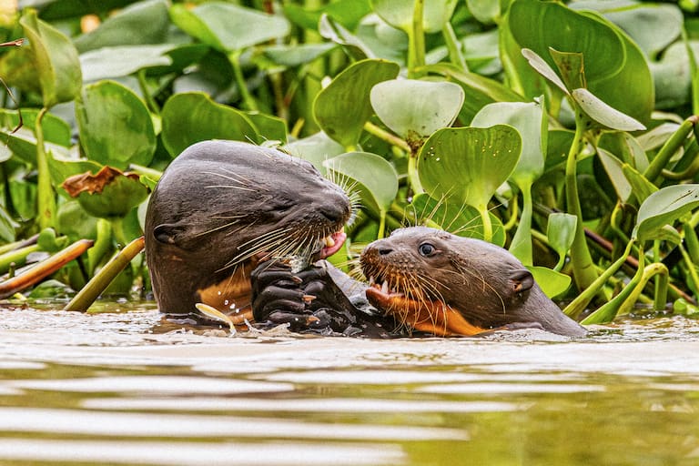 Con sus garras membranosas, un grupo de nutrias gigantes se alimenta de una tararira
