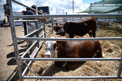 Empresas del sector aseguran que las consultas crecieron entre 30% y 40% respecto del año pasado.