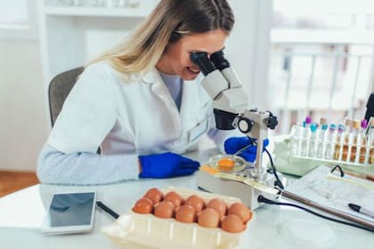 Empresas genéticas dedicadas al estudio de la industria avícula están en búsqueda de alternativas