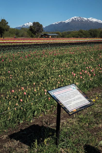 En 10 estaciones se va contando la historia de los tulipanes y su cultivo, a modo de visita guiada