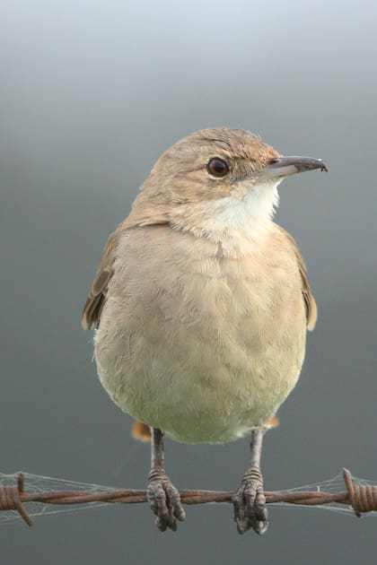 En 1928 El hornero fue declarado Ave Nacional Argentina, elegido mediante encuesta popular entre chicos de escuelas primarias de todo el país