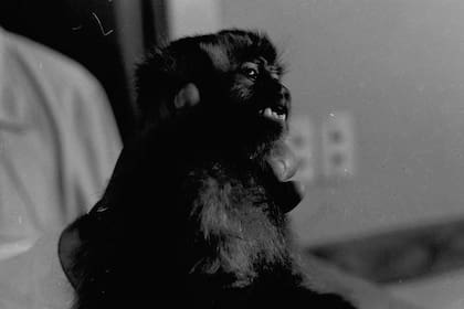 En 1969, abordo del cohete Canopus II, Juan alcanzó los 82 mil metros de altura. Fue el primer ser vivo argentino en llegar al espacio.