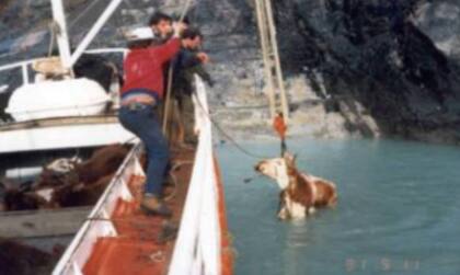 En 1991, luego de 12 días de permanencia en la Bahía Onelli, lograron capturar 21 animales de los cuales se pudieron embarcar 17 vivos en la lancha Silvana, con destino a Puerto Banderas y desde allí fueron trasladados hasta la chacra 9 de Julio en la provincia patagónica