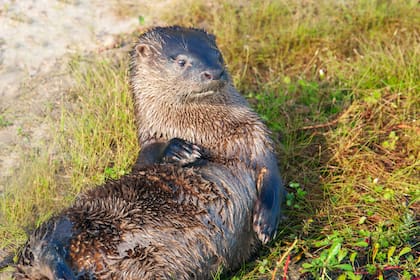 En 1992, sometido a una fuerte presión de caza por el uso comercial de su piel, Corrientes declaró al lobito de río como Monumento Natural Provincial