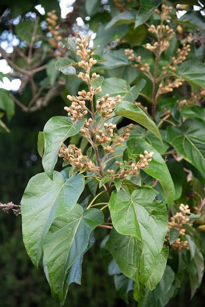 En 2002, el periódico The New York Times advierte que el Servicio de Parques Nacionales de USA lo considera una especie peligrosa para los hábitat naturales. Titula: “Un bello árbol con un costado siniestro”.