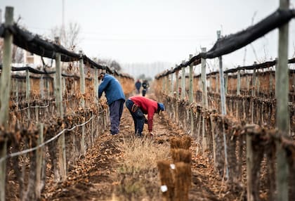 En 2002, Juan viajó a Mendoza y por sugerencia de un amigo compró 300 héctareas en Agrelo. "Era el momento para hacer cosas audaces".