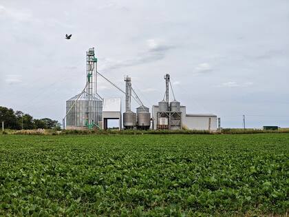En 2008, Franke en el campo familiar vio la oportunidad de aumentar el giro de la empresa, agregar valor a la producción de granos y armó un criadero de cerdos