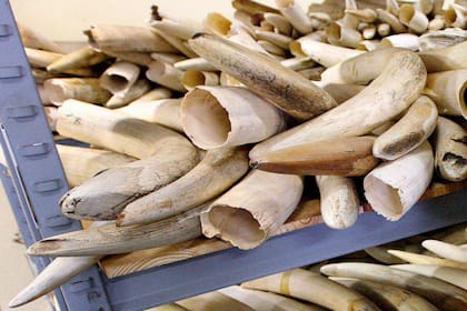 En 2011 se confiscaron 23 toneladas de colmillos de elefantes, una cantidad que equivale a unos 2500 animales asesinados