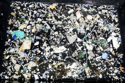 Muestras de plástico recolectadas durante la mega expedición de 2015