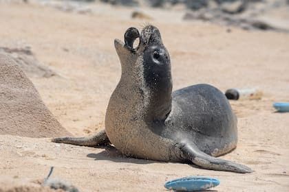 Una foca con un pedazo de plástico en la boca, muchos animales los tragan por error lo que les provoca la muerte