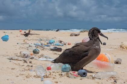 Un pájaro rodeado de plástico en las islas del noroeste de Hawai