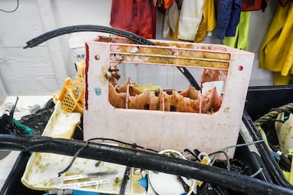 Desechos plásticos que son llevados al laboratorio para su estudio