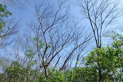 En 2015 y 2016, una grave sequía provocó una importante muerte de árboles en un bosque de Guanacaste, Costa Rica