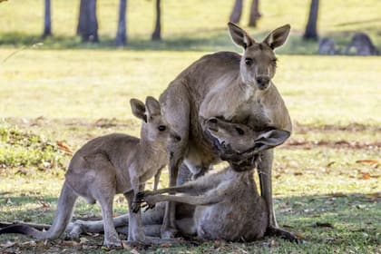 En 2016, el fotógrafo Evan Switzer había captado una situación similar, que también explicita los sentimientos de dolor que tienen los canguros cuando se va un miembro de su familia