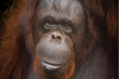 En 2016 el orangután de Borneo pasó a la categoría de especie en peligro crítico según la Lista Roja de mamíferos de La Unión Internacional para la Conservación de la Naturaleza (UICN)
