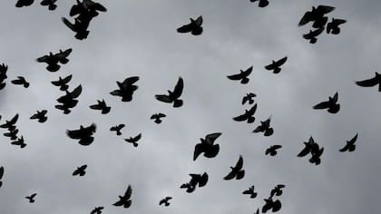 Las palomas pueden propagar distintas enfermedades