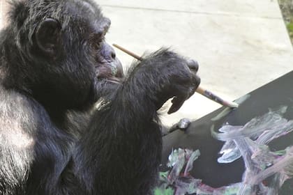 En 2017, Bubbles participó de una muestra de pinturas realizadas por primates y vendió cinco piezas
