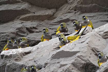 En 2017, el Ministerio de Ambiente y Desarrollo Sustentable de la Nación había declarado a cinco especies de loros como "vulnerables"