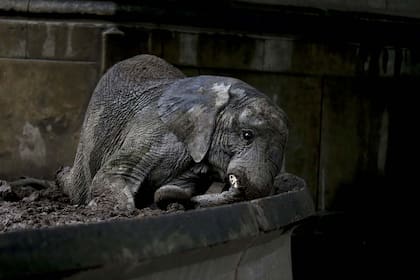 En 2017, la fotógrafa Natacha Pisarenko registró a los animales que aún estaban en el zoo de Buenos Aires.