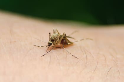 En 2017 se registraron 219 millones de casos de malaria y 435.000 personas murieron por dicha enfermedad, según la Organización Mundial de la Salud.