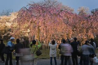 Japón está de moda, pero la "contaminación turística" irrita a sus ciudadanos