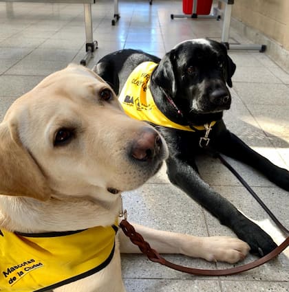 En 2018 Mascotas de la Ciudad implementó el programa de terapia asistida con perros en diversos centros de salud mental de CABA 