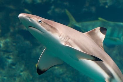En 2019 hubo 66 ataques de tiburones (cuatro personas fallecieron la vida) y el récord se dio en agosto de ese mismo cuando tres turistas fueron sorprendidos en menos de 24 horas por estos animales.