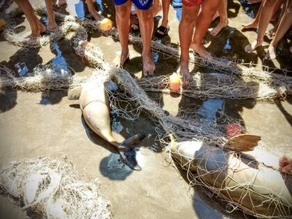 En 2019 se registraron 21 delfines de la especie franciscana muertos por quedar atrapados en las redes de pesca.