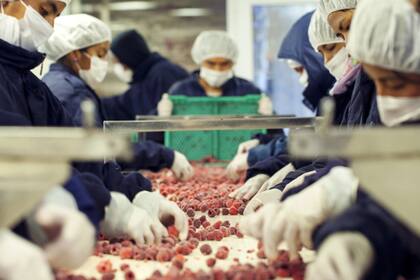 En 2022 en la firma produjeron 100.000 frascos por mes de productos