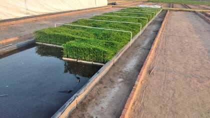 En 2022, Ho creó Picor, una empresa dedicada a la producción de ají rojo con semilla híbrida coreana