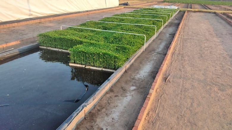 De ingeniero en telecomunicaciones a productor de ají coreano: la historia del empresario que convirtió una escasez en un negocio agroindustrial