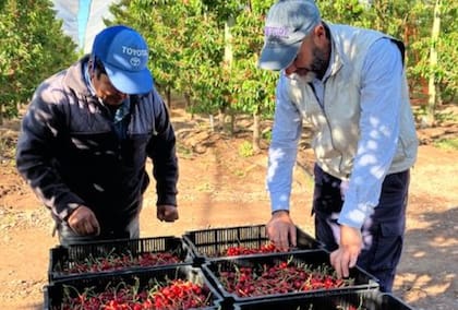 En 2024, el precio promedio de las cerezas argentinas en el mercado internacional se ubicó por encima de los US$4 por kilogramo. Este precio ha sido respaldado por la alta calidad del producto y una demanda firme en mercados como Europa y Asia