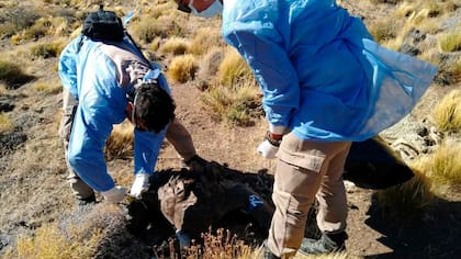 Un cóndor andino murió tras comer cebo envenenado en Río Negro
