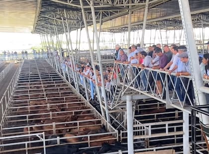 En 2024 la oferta de carne disminuirá entre un 6% y un 7%, lo que equivaldrá a unas 200.000 toneladas menos