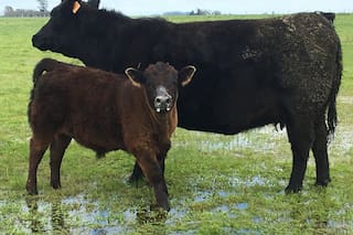 Una tormenta perfecta para la ganadería
