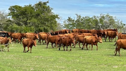 En 2025, la faena de vacas cayó respecto del año anterior pero el stock de esa categoría disminuyó aún más; la explicación no fue una mayor liquidación, sino una menor reposición efectiva