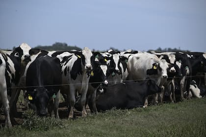 En 2025 la producción alcanzó los 11.618 millones de litros, el volumen más alto de la década para el sector lácteo