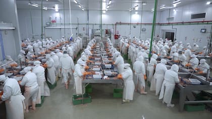 En 2025 se exportaron los US$2000 millones, aunque se pescó solo la mitad del langostino entero