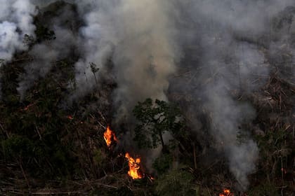 En 2050, casi la mitad de la superficie amazónica estará expuesta a alteraciones causadas por el aumento de temperaturas, sequías, deforestación e incendios