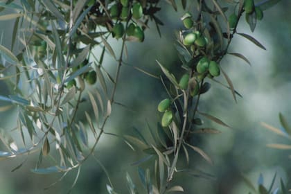 En 800 hectáreas el establecimiento ya produce unos 12.000 kilos de aceitunas por hectárea