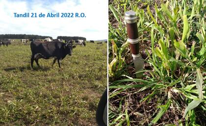 En abril, el sorgo muestra su energía y el importante macollaje que induce el pastoreo precoz