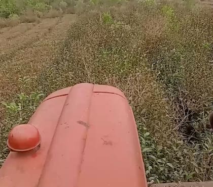En acción, Cristián Klingbeil poda té en su tractor convertido en cosechadora